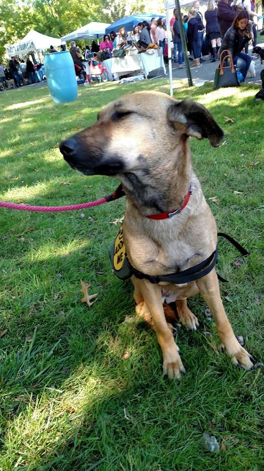 Celine, a Adopted Shepherd in Tenafly, NJ image 1/3