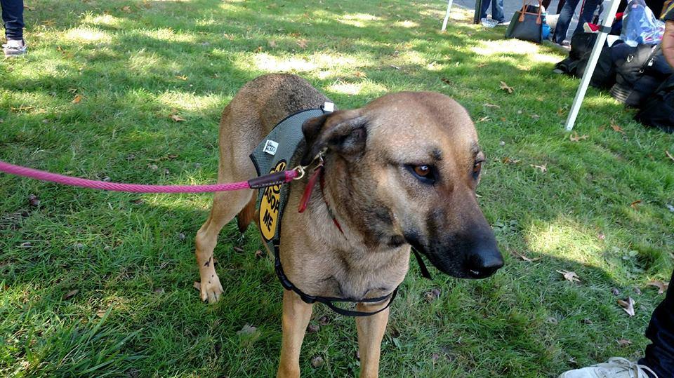 Celine, a Adopted Shepherd in Tenafly, NJ image 2/3