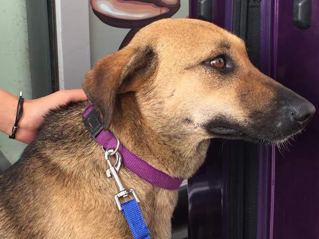 Celine, a Adopted Shepherd in Tenafly, NJ image 3/3