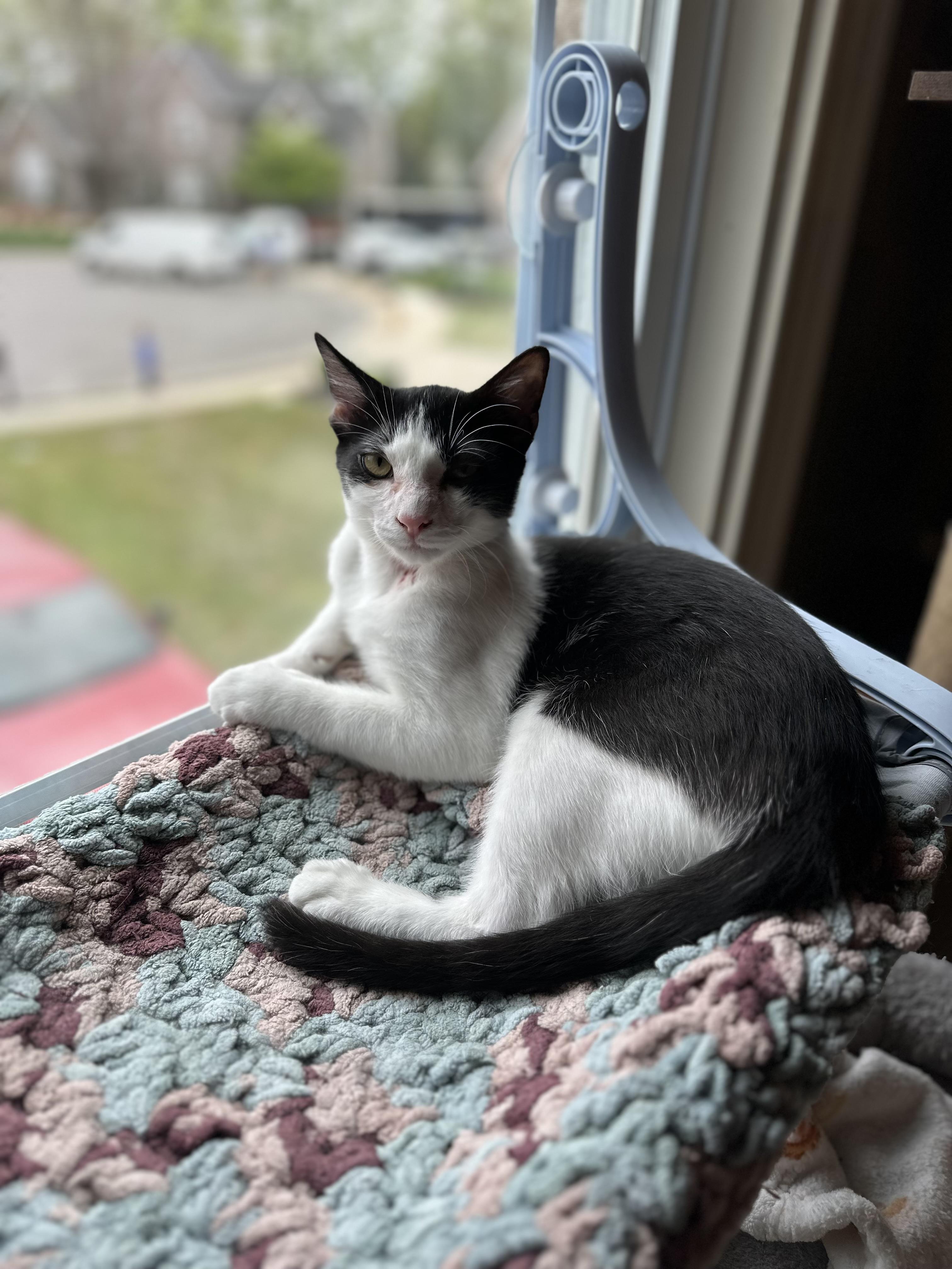 Zulee, adopted, Young Male Domestic Short Hair.