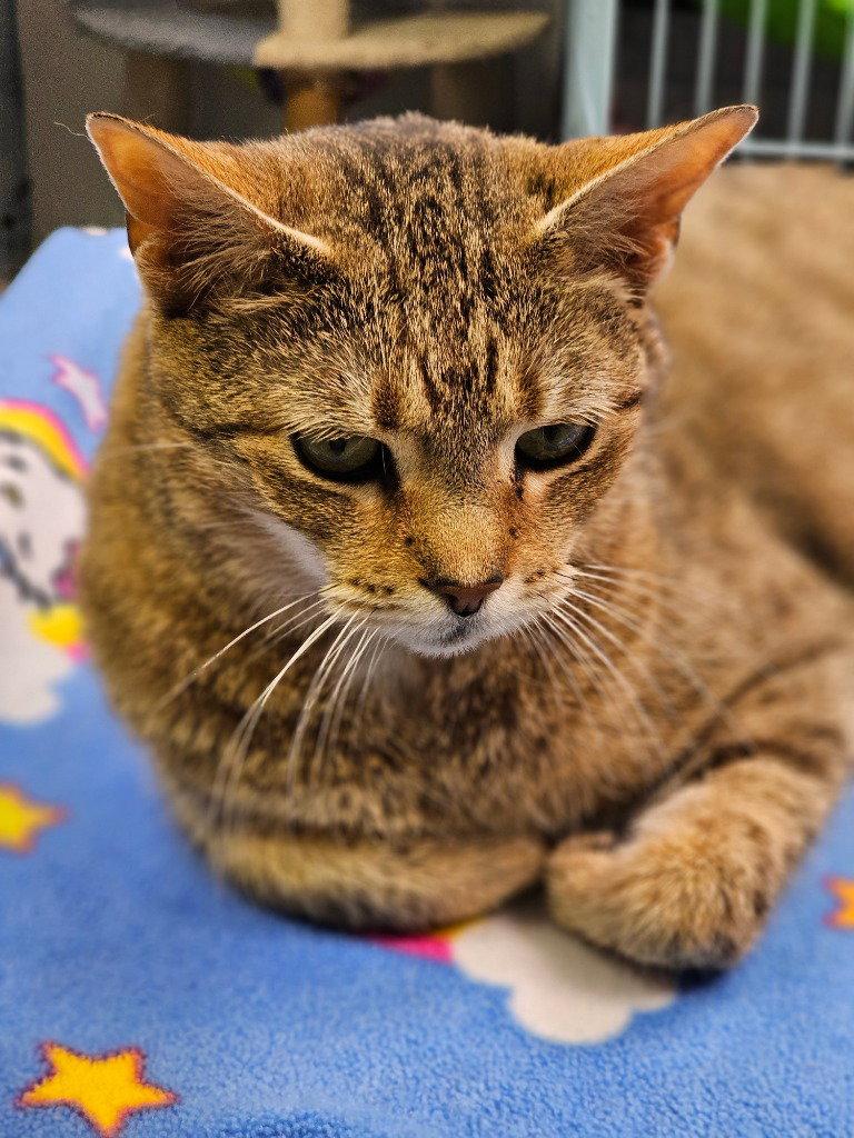 Pretzel, Adoptable, Adult Female Domestic Short Hair.