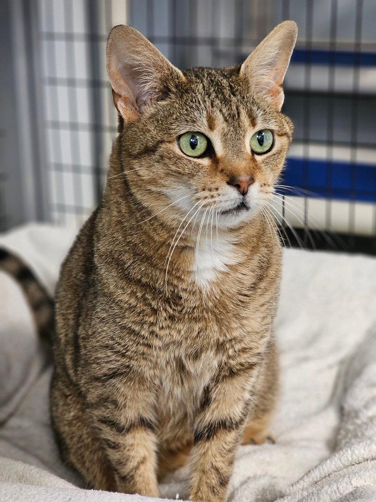 Pretzel, a Adoptable Domestic Short Hair in Lovingston, VA image 3/3