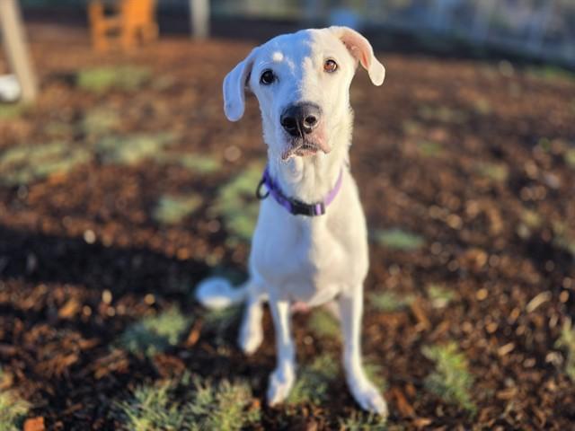 PRINCESS PEACH, Adoptable, Adult Female Labrador Retriever.