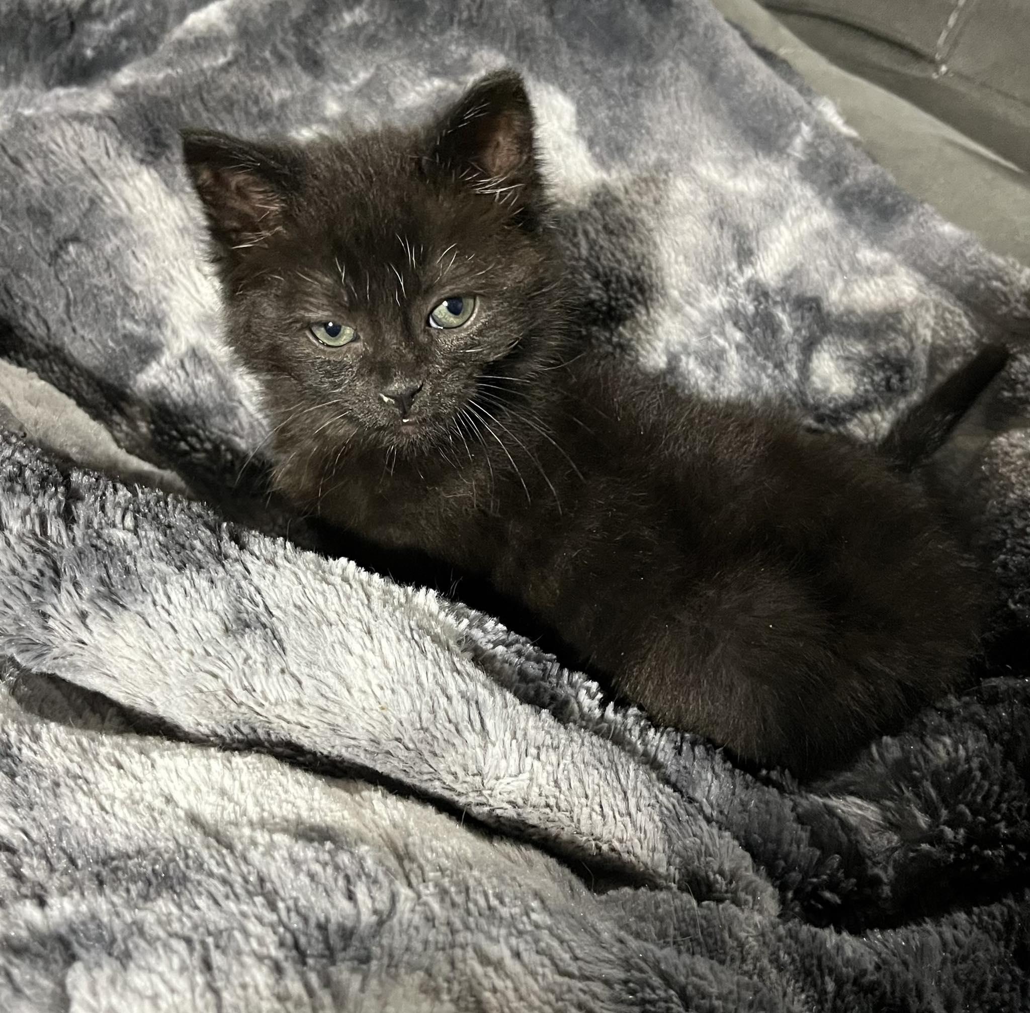 Enlarge Stormy, an adopted Domestic Short Hair in Pottstown, PA image 1/1