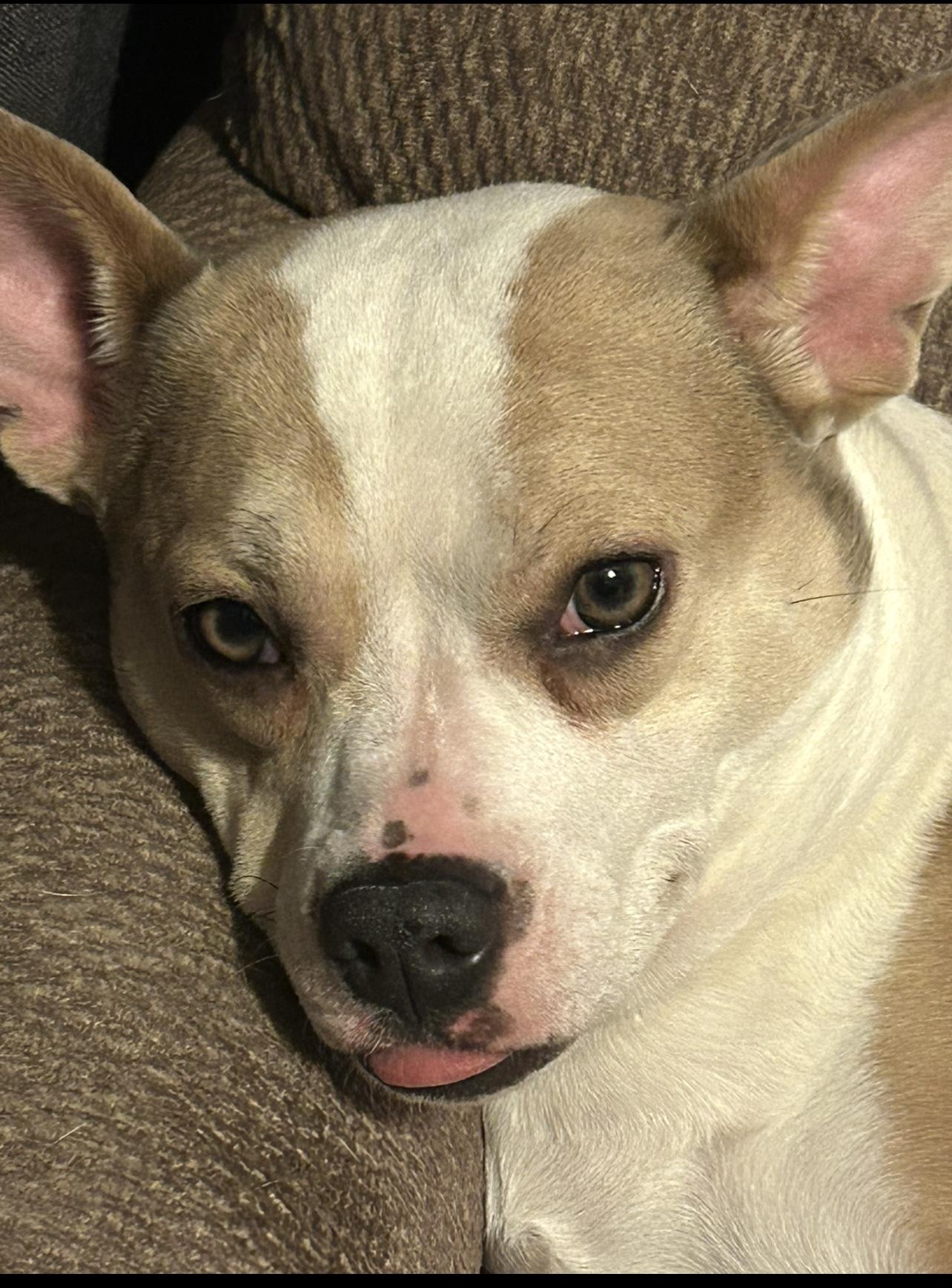 Juniper, a Adoptable mixed breed in Las Vegas, NV image 1/2