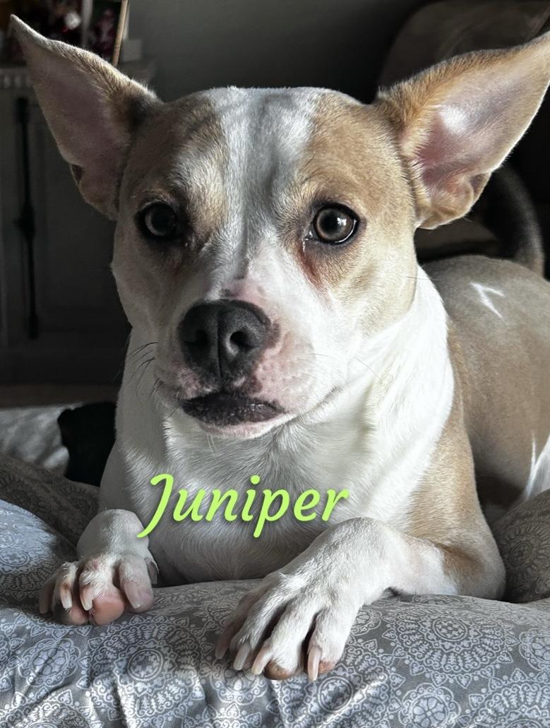 Juniper, Adoptable, Adult Female Terrier & Mixed Breed.