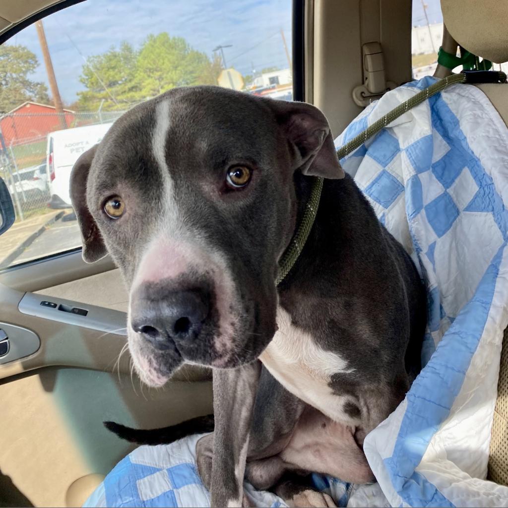 Enlarge Bartley 10-2743, a Adoptable Pit Bull Terrier in Tyrone, GA image 1/4