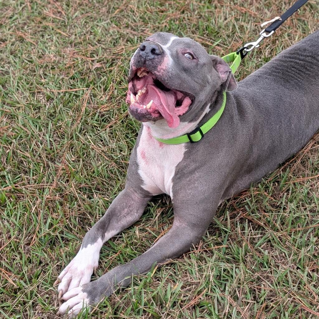 Enlarge Bartley 10-2743, a Adoptable Pit Bull Terrier in Tyrone, GA image 2/4