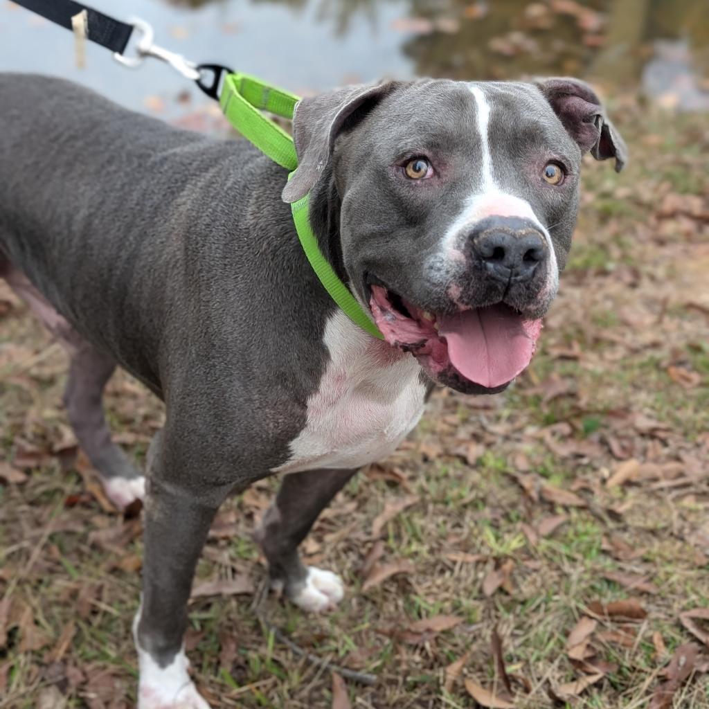 Enlarge Bartley 10-2743, a Adoptable Pit Bull Terrier in Tyrone, GA image 3/4