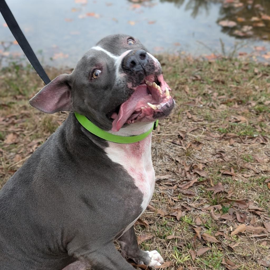 Enlarge Bartley 10-2743, a Adoptable Pit Bull Terrier in Tyrone, GA image 4/4