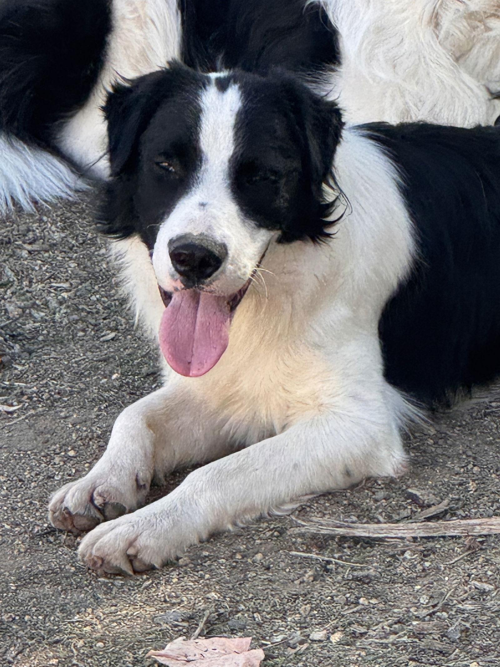 Enlarge Joel, a Adoptable mixed breed in Capistrano Beach, CA image 1/3