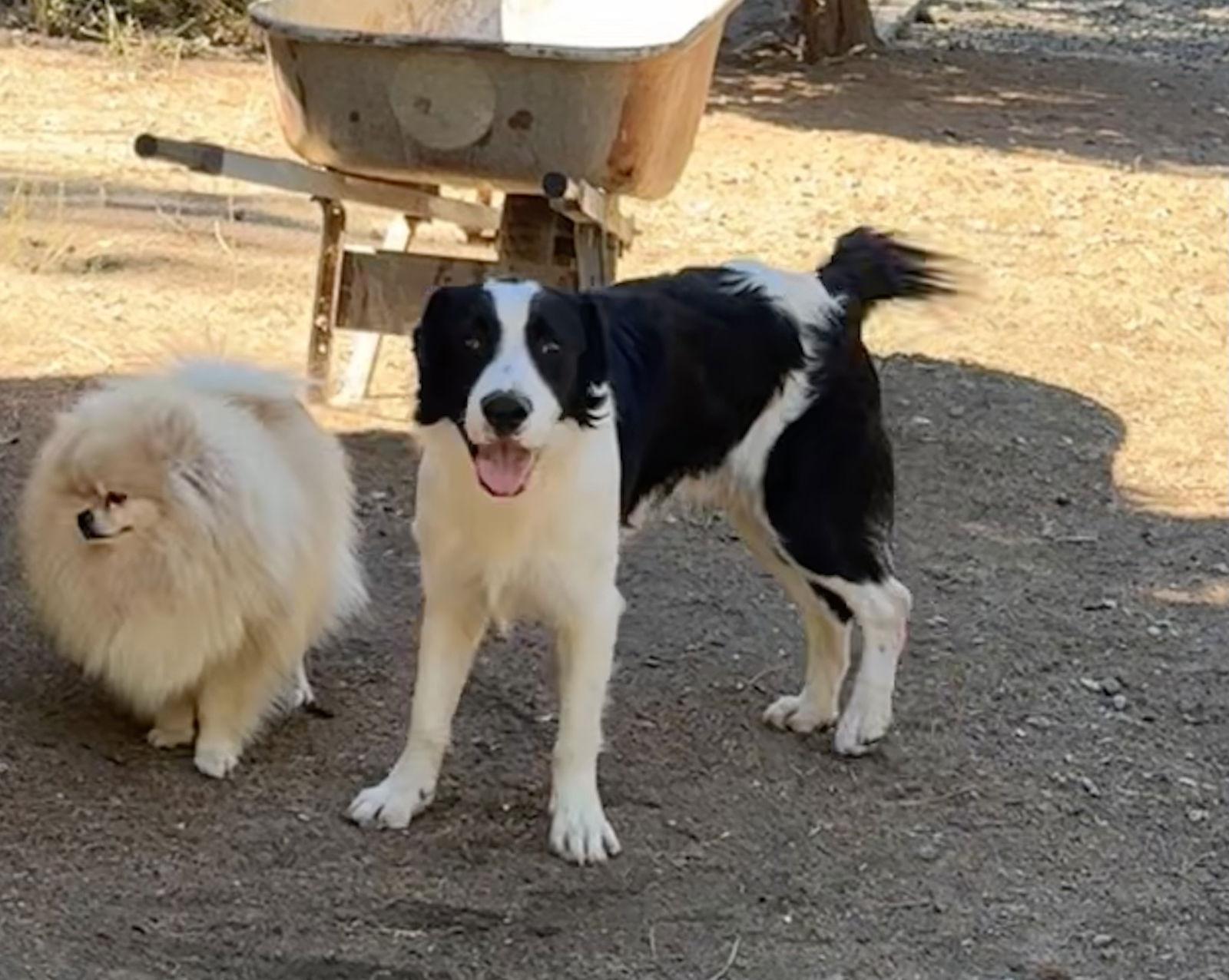 Enlarge Joel, a Adoptable mixed breed in Capistrano Beach, CA image 3/3