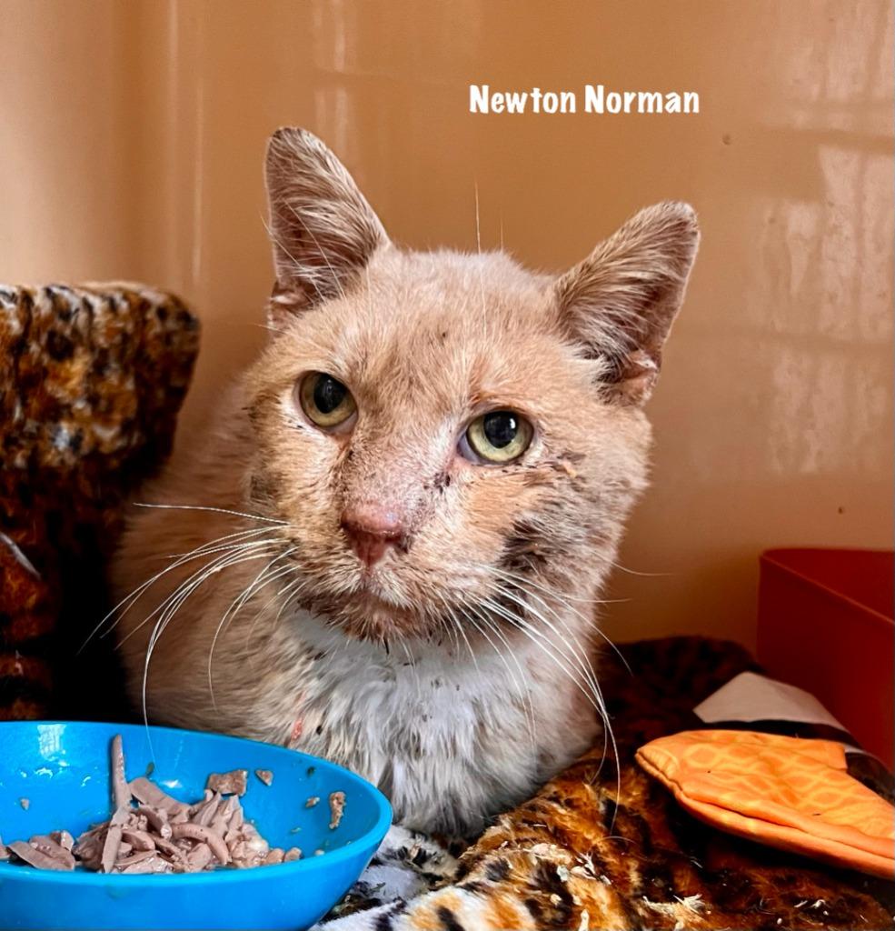Newton Norman in foster, Adoptable, Young Male Domestic Short Hair.
