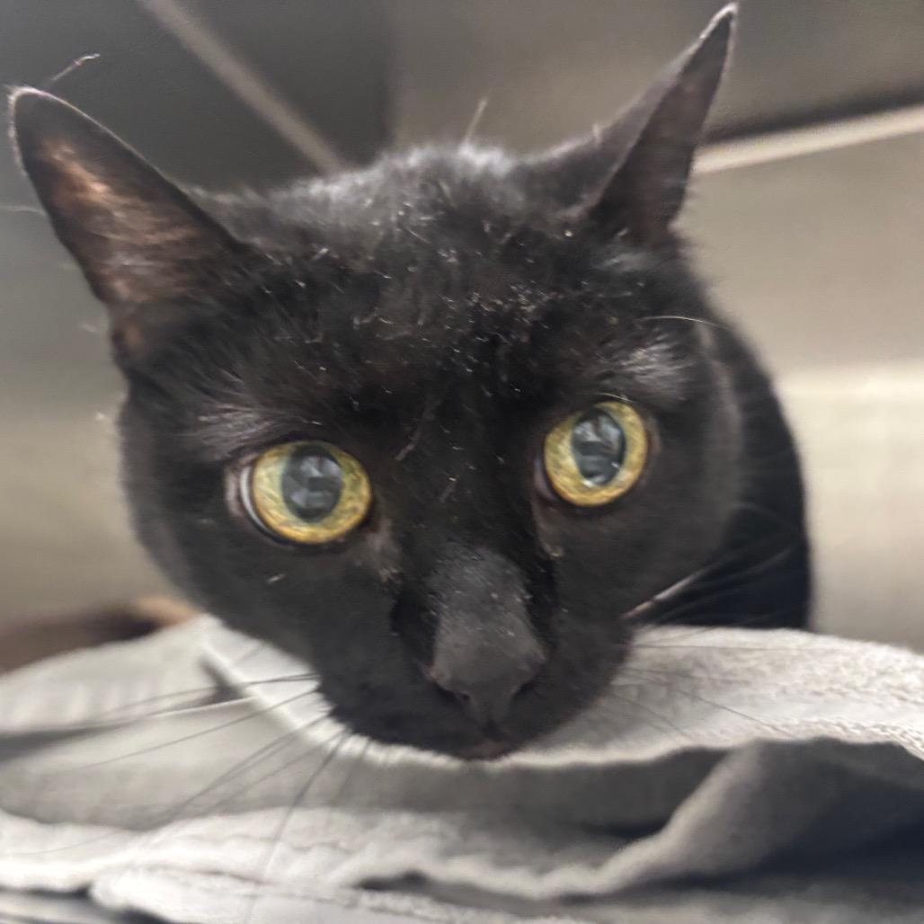 Pepper, Adoptable, Senior Female Domestic Short Hair.