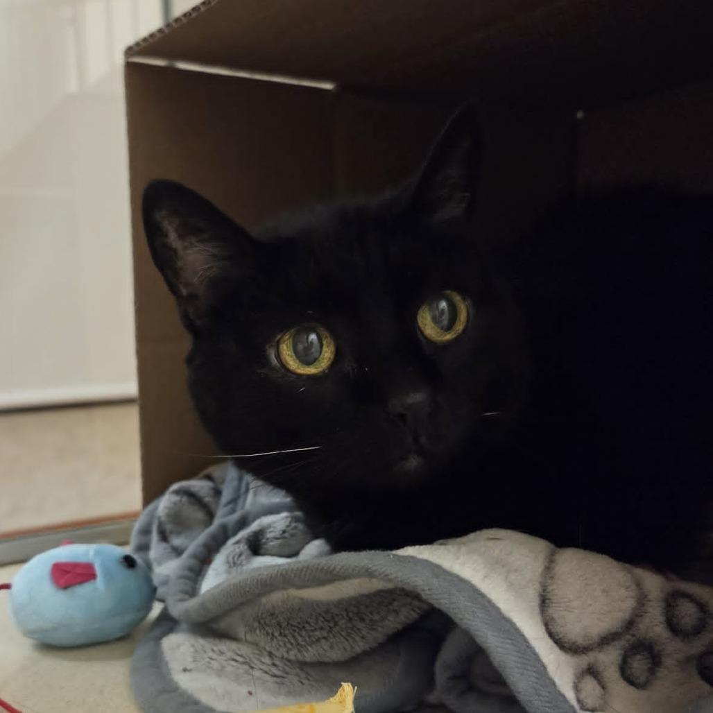 Enlarge Pepper, a Adoptable Domestic Short Hair in Ballston Spa, NY image 2/3