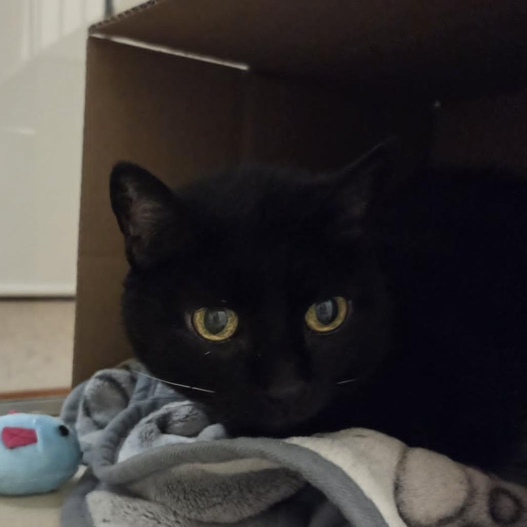 Enlarge Pepper, a Adoptable Domestic Short Hair in Ballston Spa, NY image 3/3