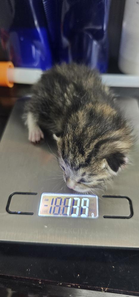 Mr. Cookie, Adopted, Kitten Male Domestic Short Hair.