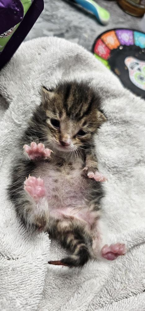 Mr. Cookie, Adopted, Kitten Male Domestic Short Hair.