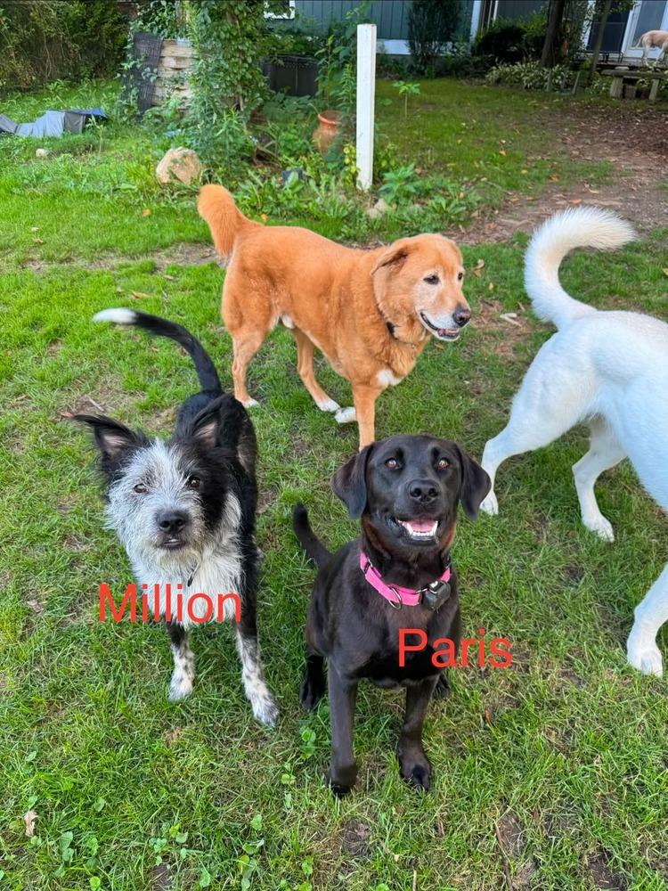 Million, Adoptable, Young Male Border Collie & Wire Fox Terrier.