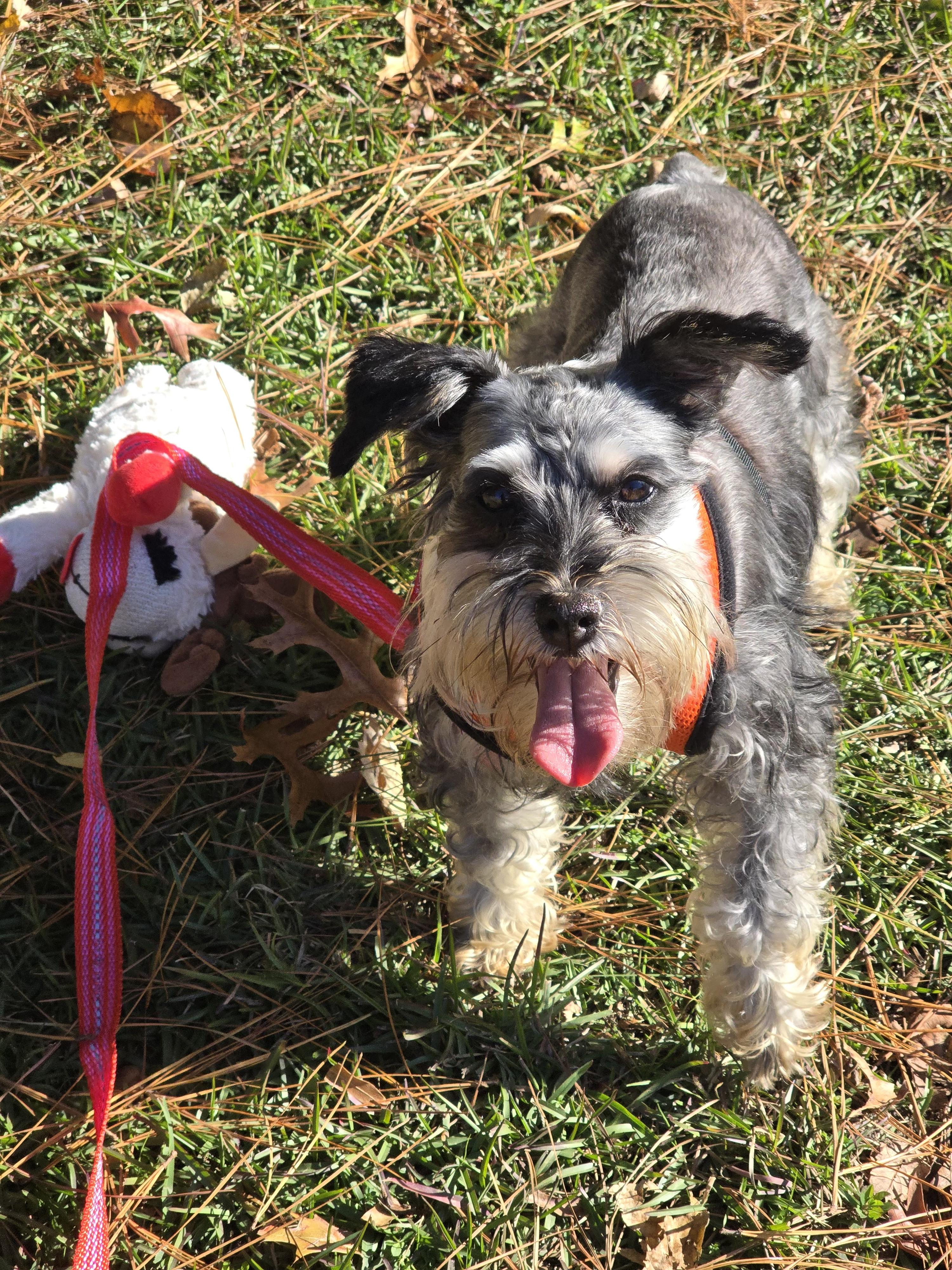 Reese, a Adoptable Miniature Schnauzer in Norfolk, VA image 3/4