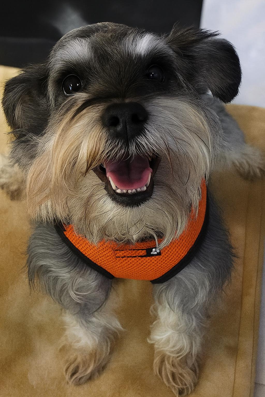 Reese, Adoptable, Young Female Miniature Schnauzer.