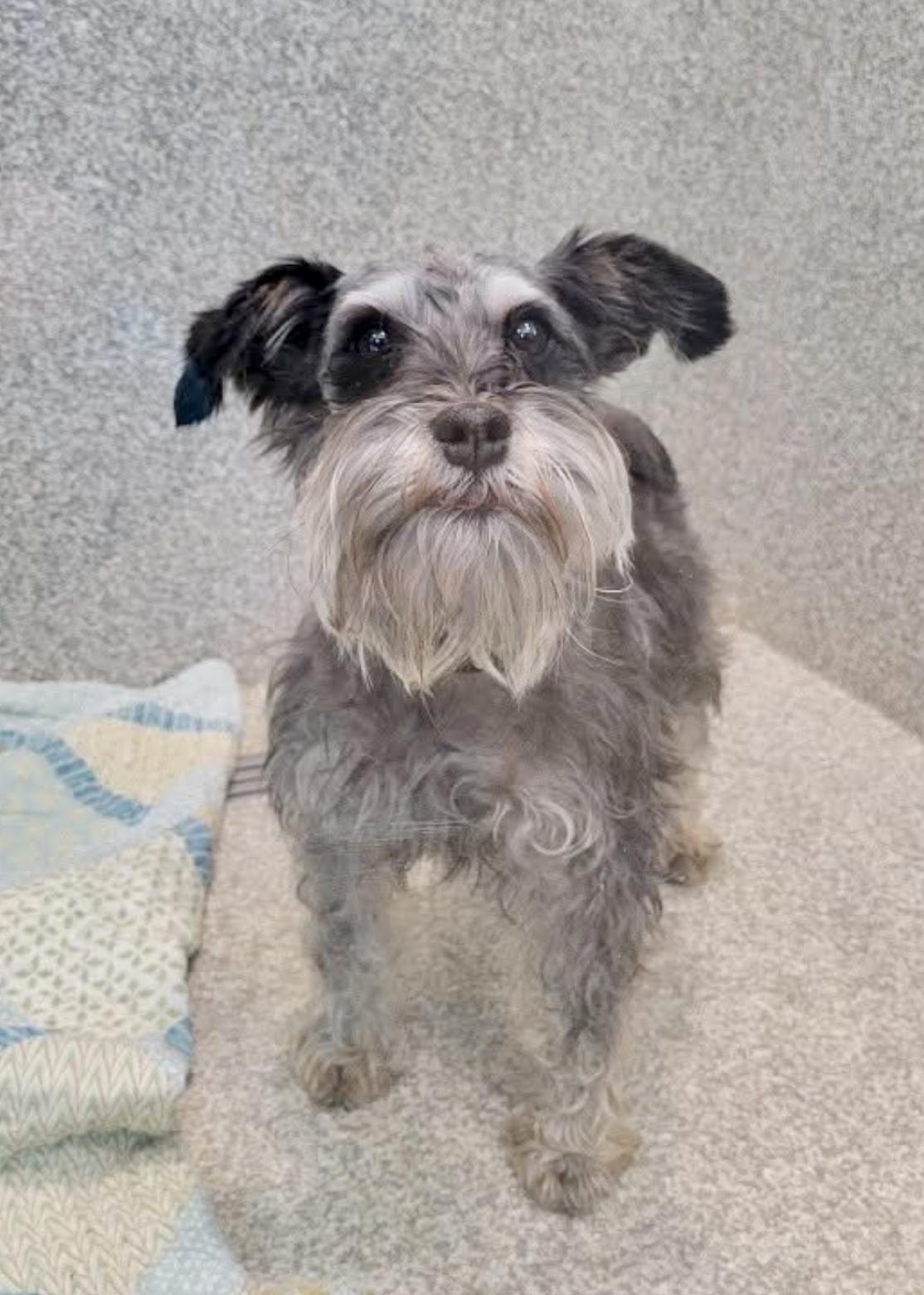 Reese, a Adoptable Miniature Schnauzer in Norfolk, VA image 4/4