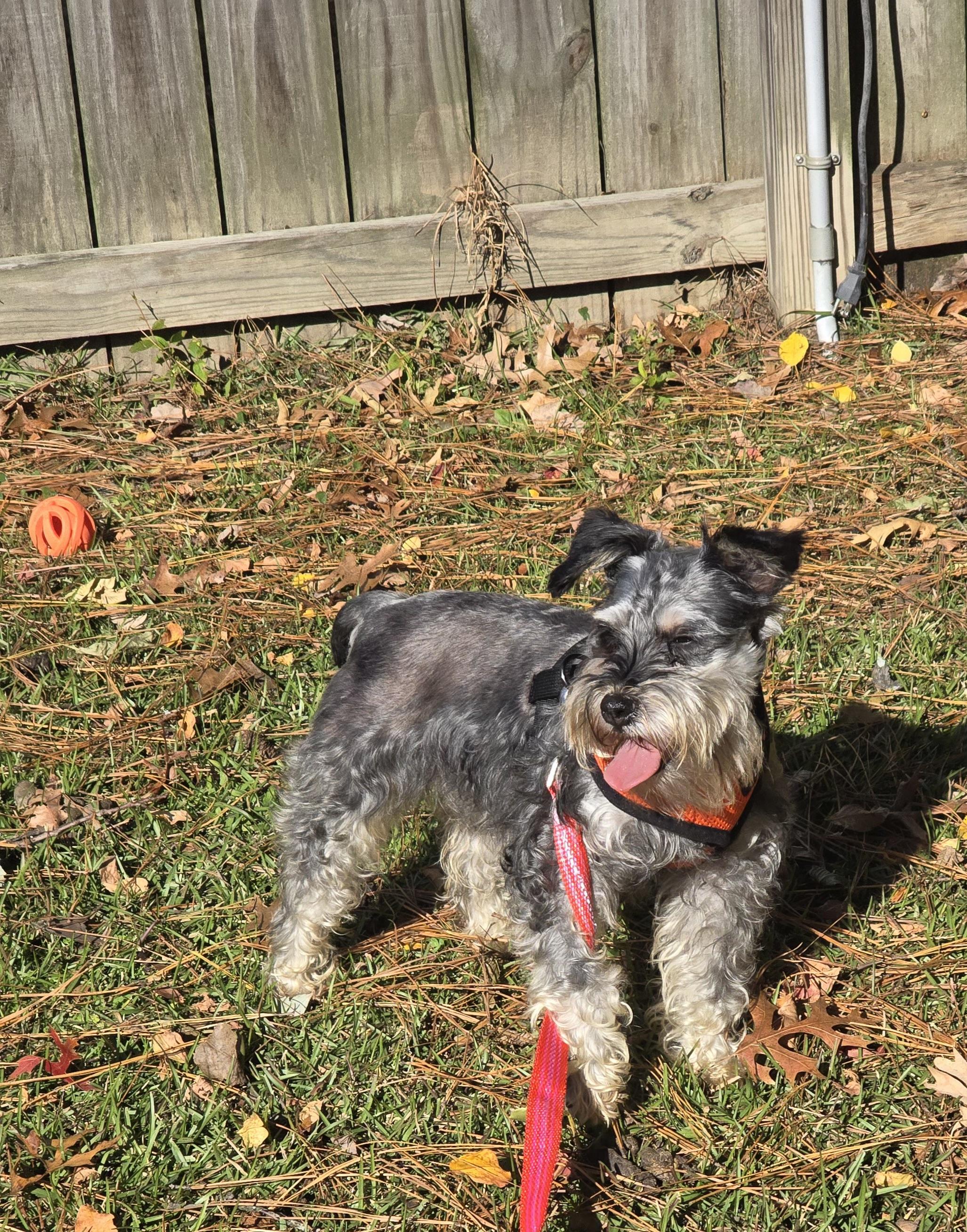 Reese, a Adoptable Miniature Schnauzer in Norfolk, VA image 2/4