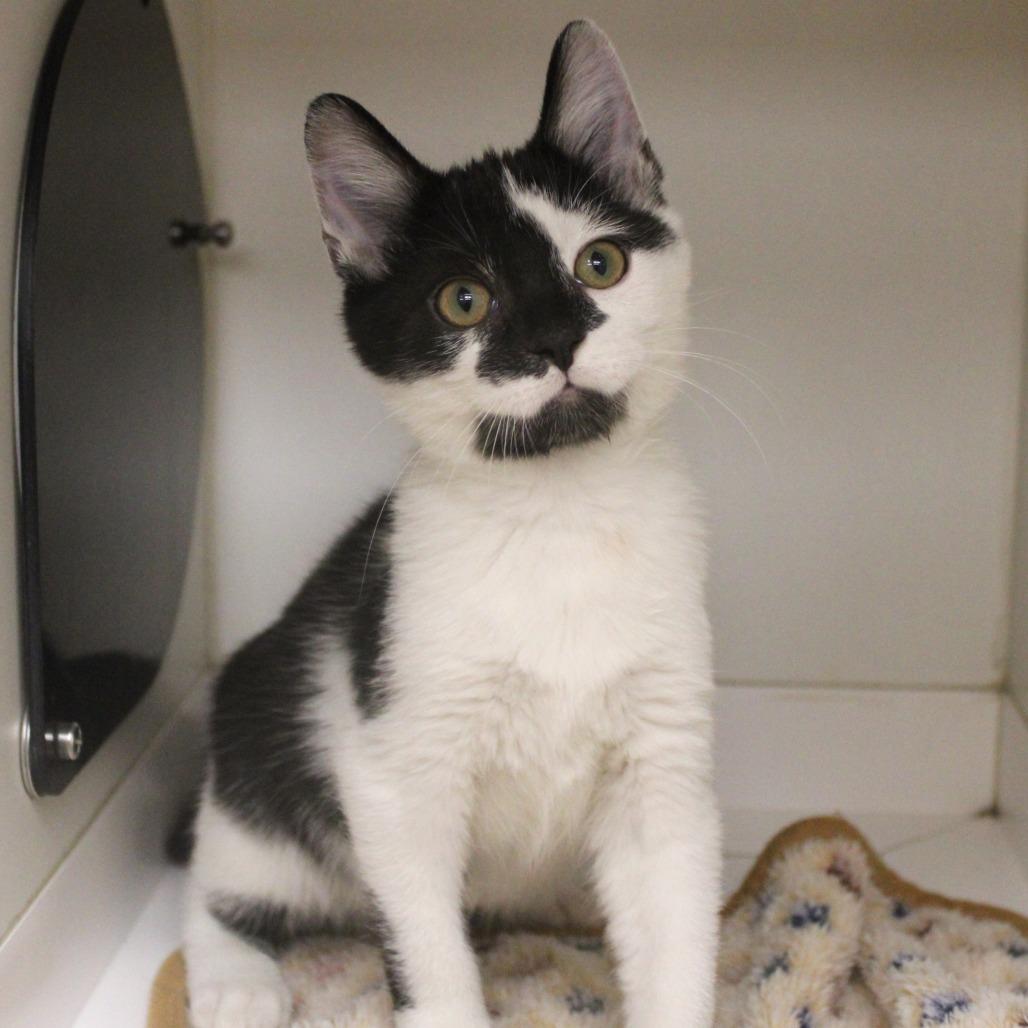 Yamaha, Adoptable, Kitten Male Domestic Short Hair.