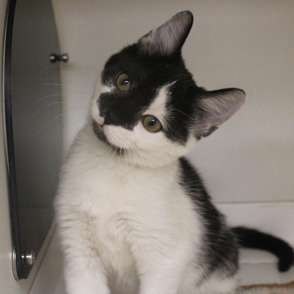 Enlarge Yamaha, a Adoptable Domestic Short Hair in Champaign, IL image 2/4