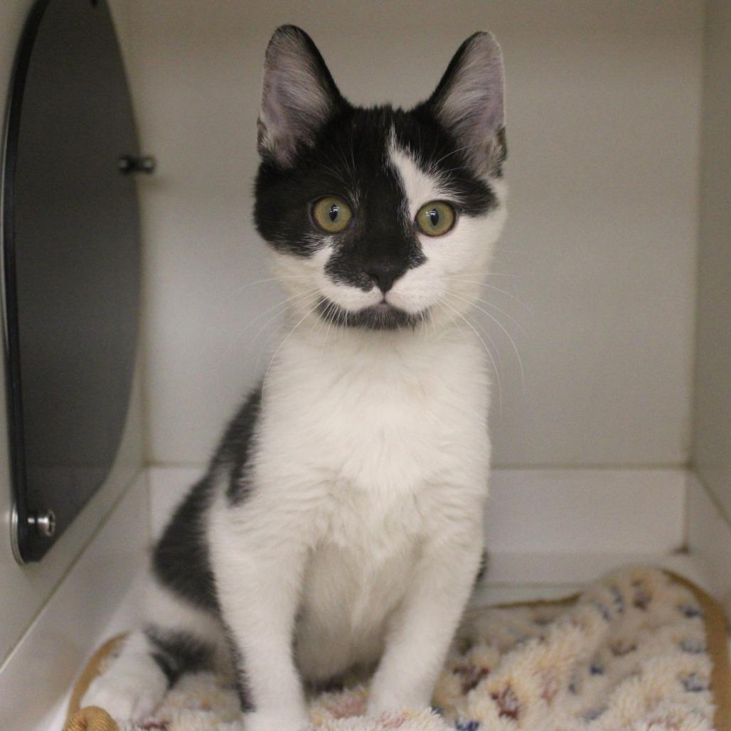 Enlarge Yamaha, a Adoptable Domestic Short Hair in Champaign, IL image 3/4