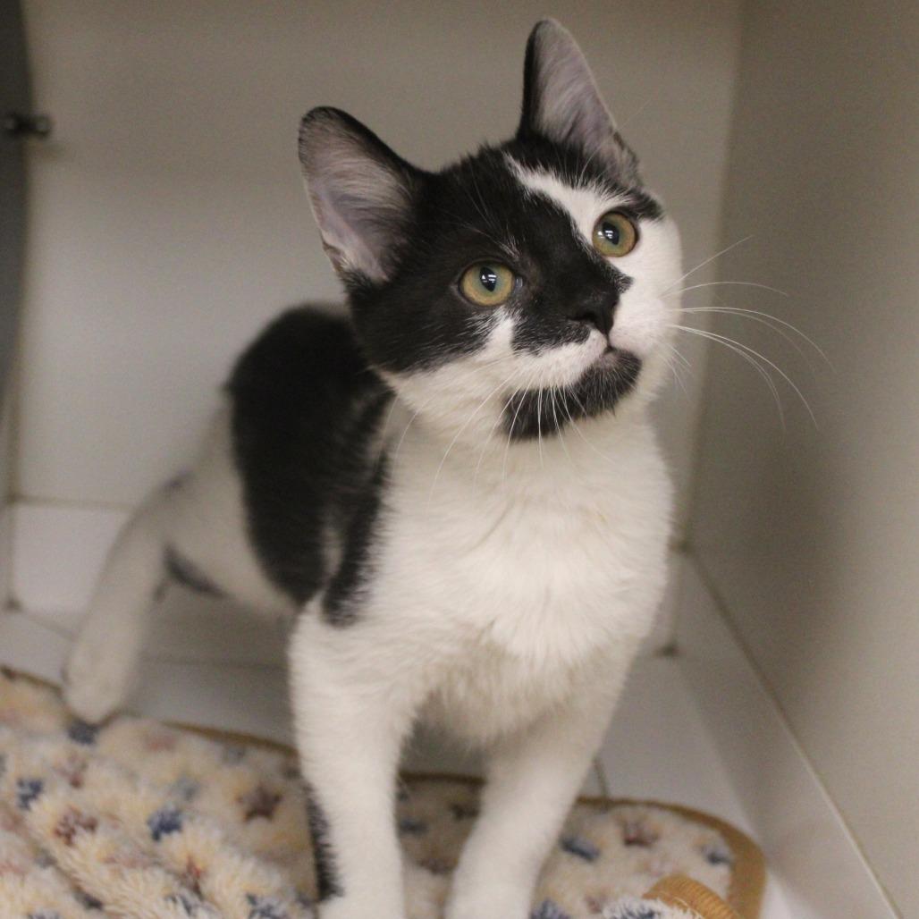 Enlarge Yamaha, a Adoptable Domestic Short Hair in Champaign, IL image 4/4