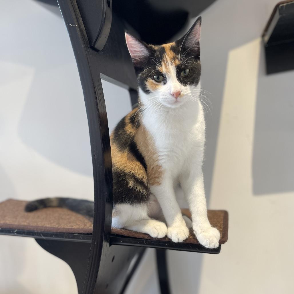 Enlarge Rory Gilmore, a Adoptable Domestic Short Hair in St. Louis, MO image 1/5