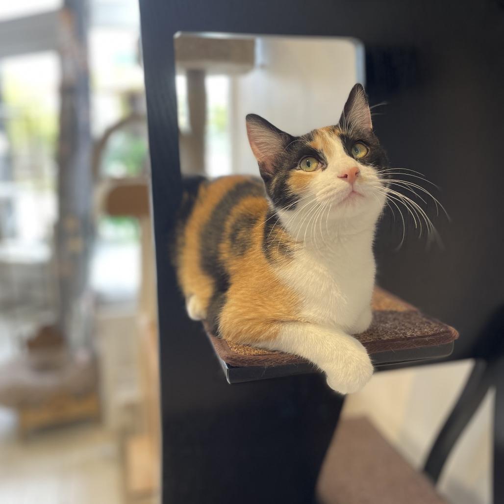 Enlarge Rory Gilmore, a Adoptable Domestic Short Hair in St. Louis, MO image 2/5