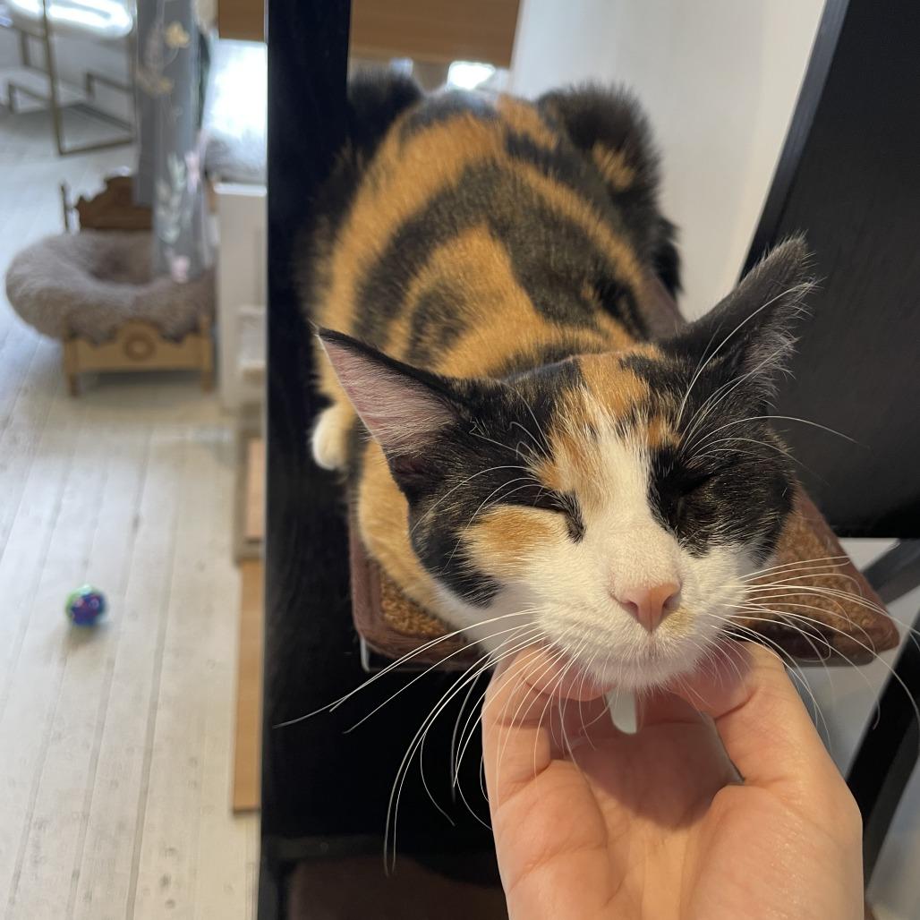 Enlarge Rory Gilmore, a Adoptable Domestic Short Hair in St. Louis, MO image 4/5