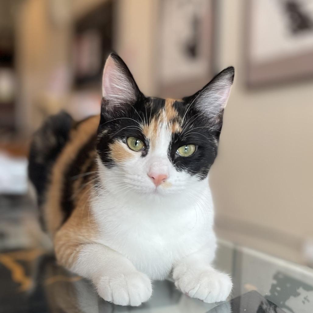 Enlarge Rory Gilmore, a Adoptable Domestic Short Hair in St. Louis, MO image 5/5