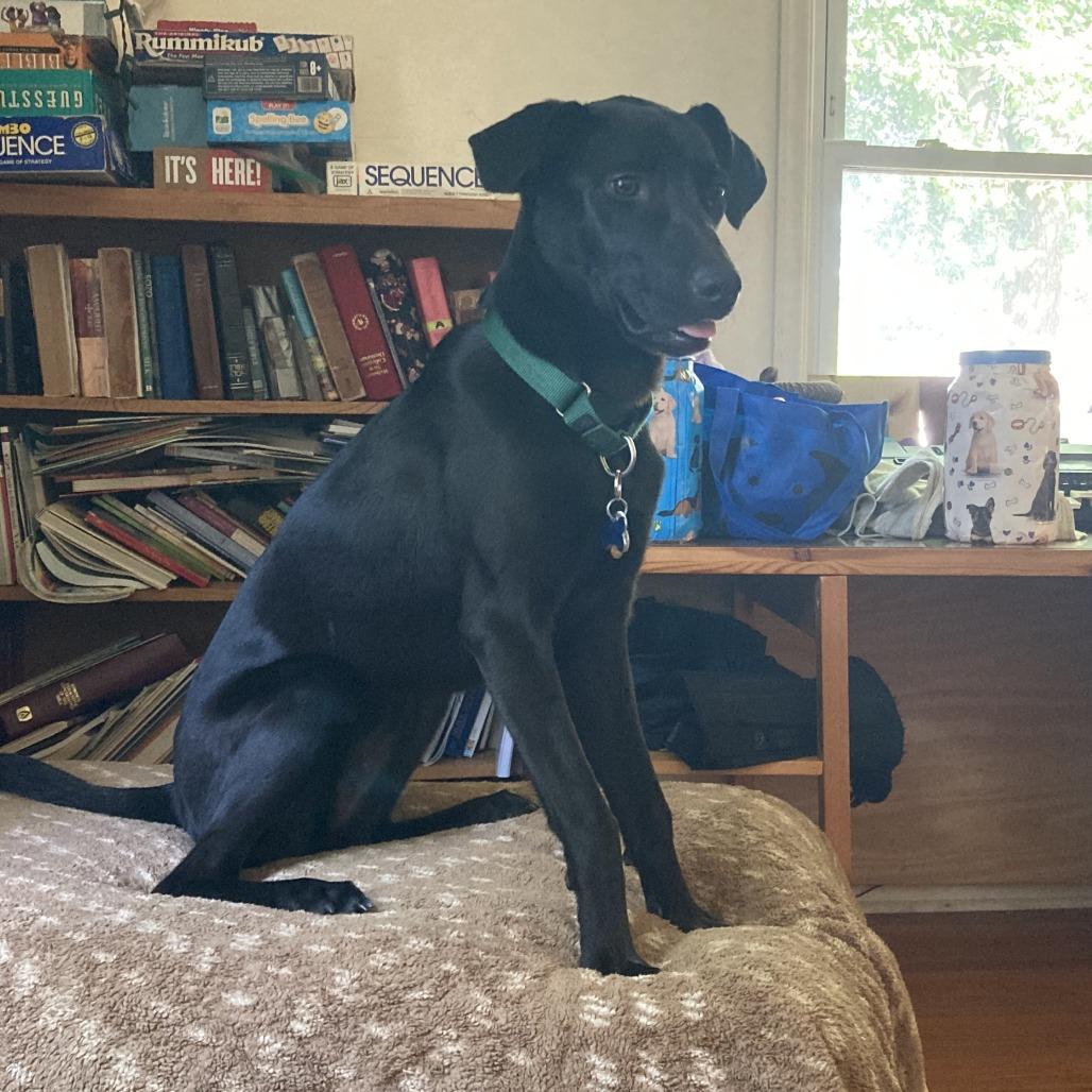 Oakley, Adoptable, Young Female Black Labrador Retriever.