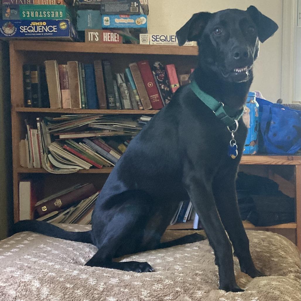 Oakley, a Adoptable Black Labrador Retriever in Minneapolis, MN image 2/6