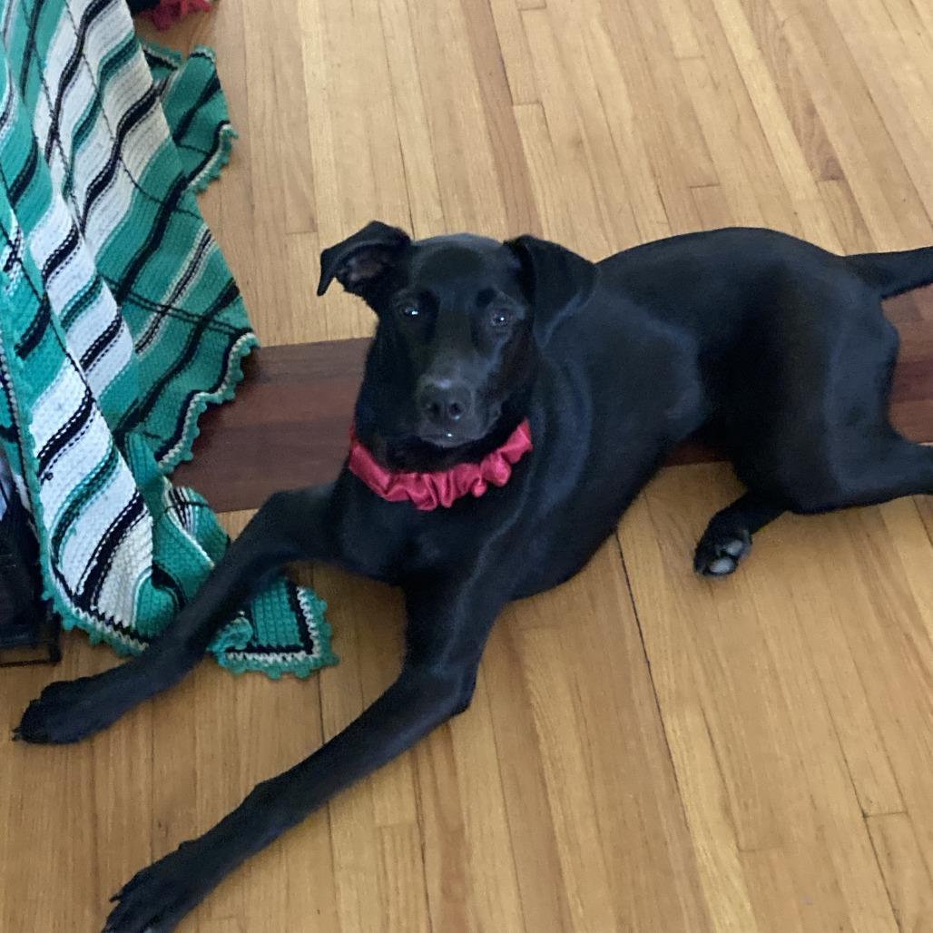 Oakley, a Adoptable Black Labrador Retriever in Minneapolis, MN image 3/6