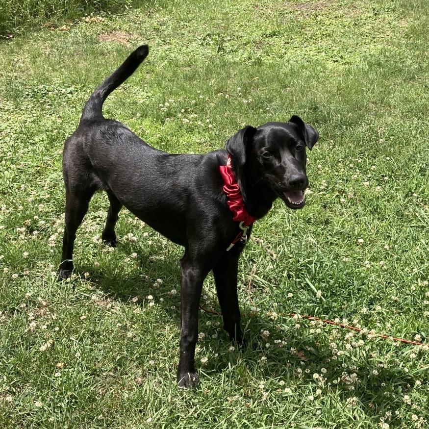 Oakley, a Adoptable Black Labrador Retriever in Minneapolis, MN image 4/6