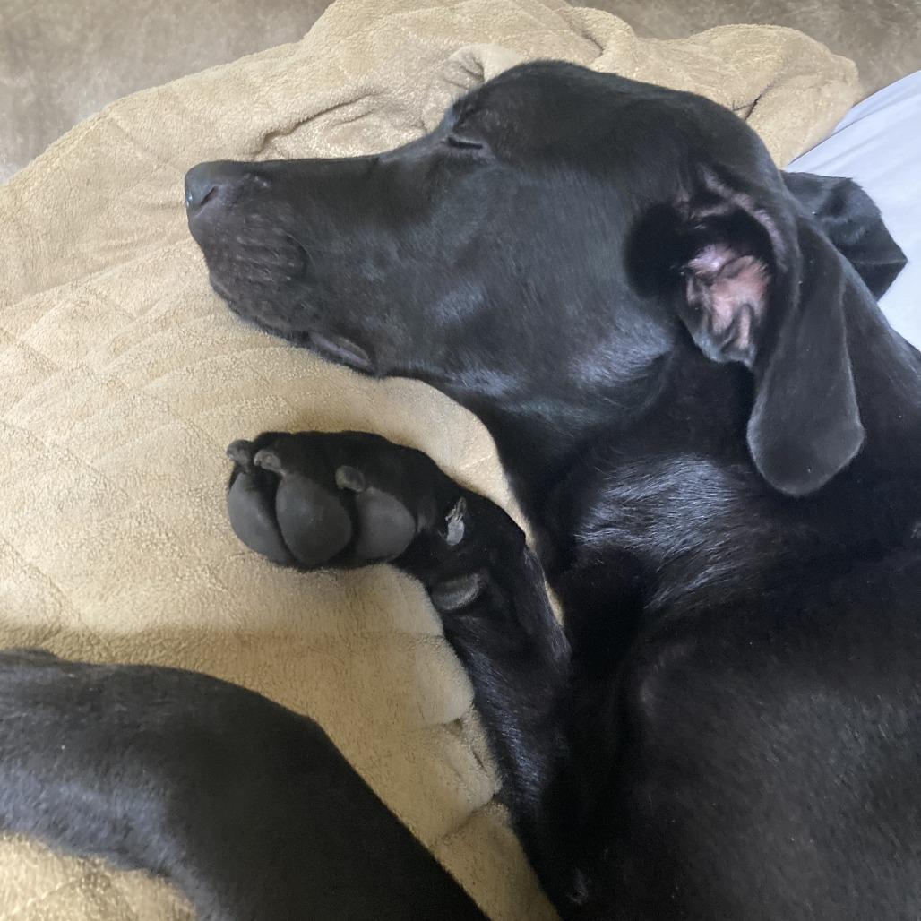 Oakley, a Adoptable Black Labrador Retriever in Minneapolis, MN image 5/6