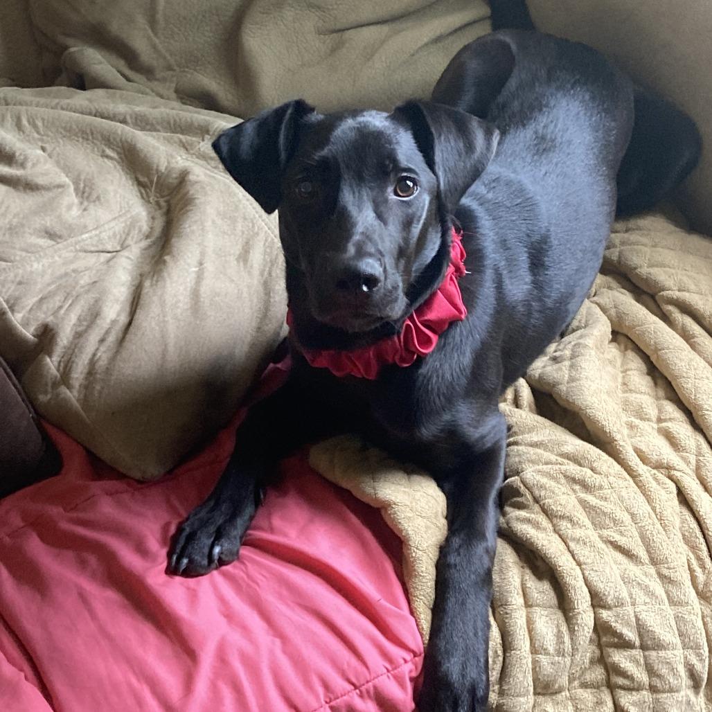 Oakley, a Adoptable Black Labrador Retriever in Minneapolis, MN image 6/6