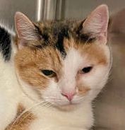 Hazel, Adoptable, Adult Female Domestic Short Hair.