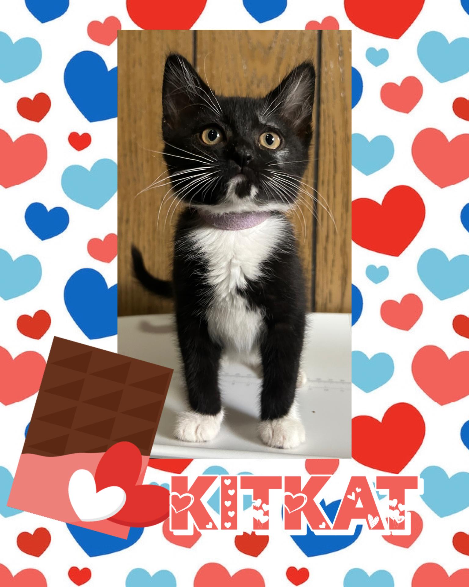 KitKat, a ADOPTABLE Tuxedo in Pasco, WA image 2/2