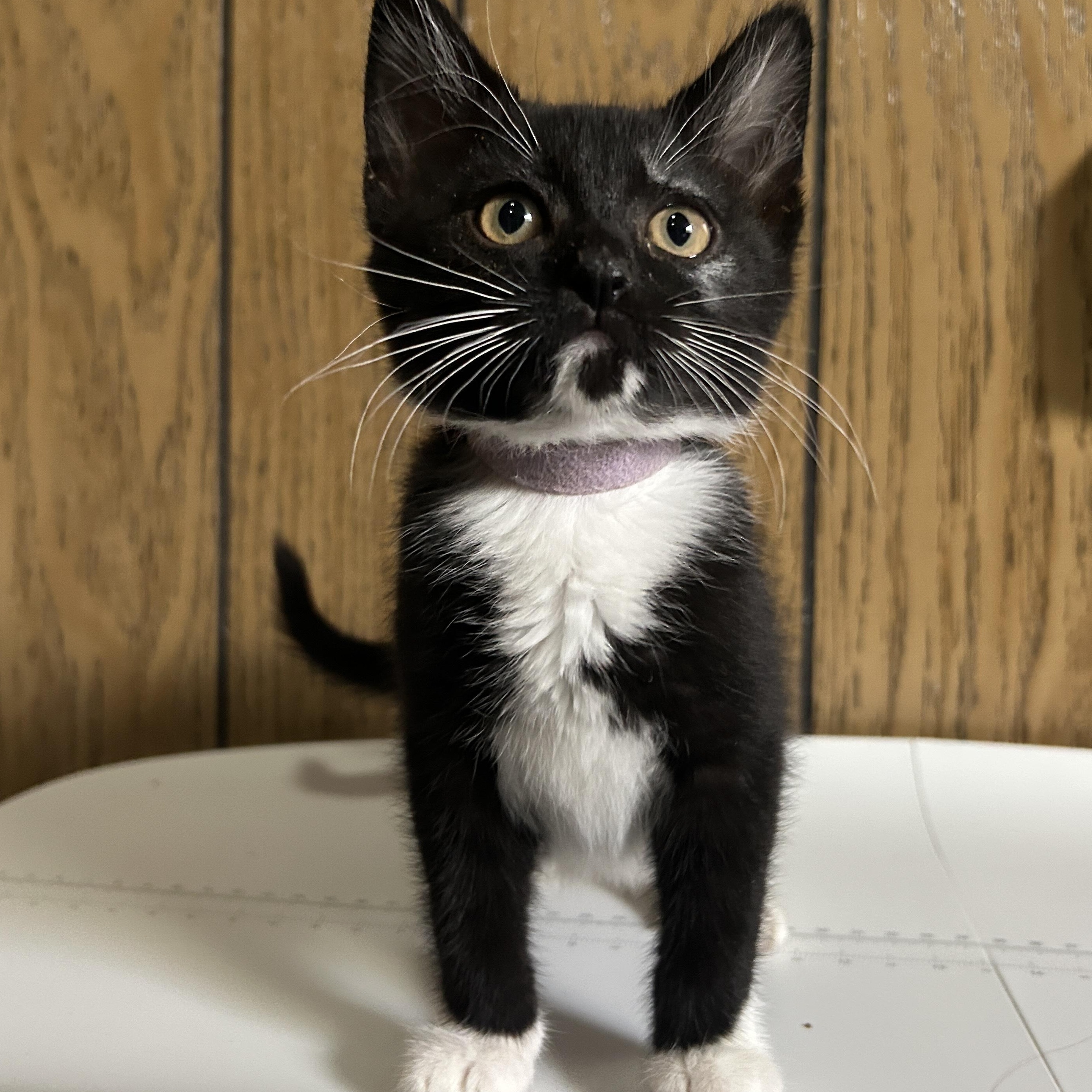 KitKat, a ADOPTABLE Tuxedo in Pasco, WA image 1/2