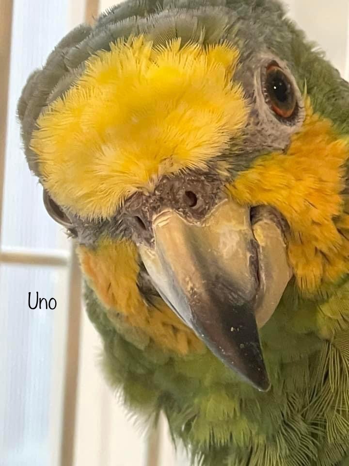 Enlarge Uno, a Adoptable Amazon in Blairstown, NJ image 1/2