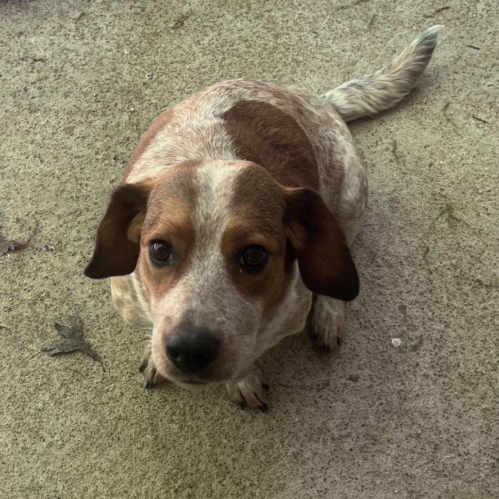 Lily, Adoptable, Adult Female Basset Hound & Cattle Dog.