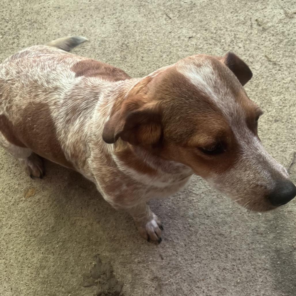 Enlarge Lily, a Adoptable mixed breed in Hohenwald, TN image 2/4