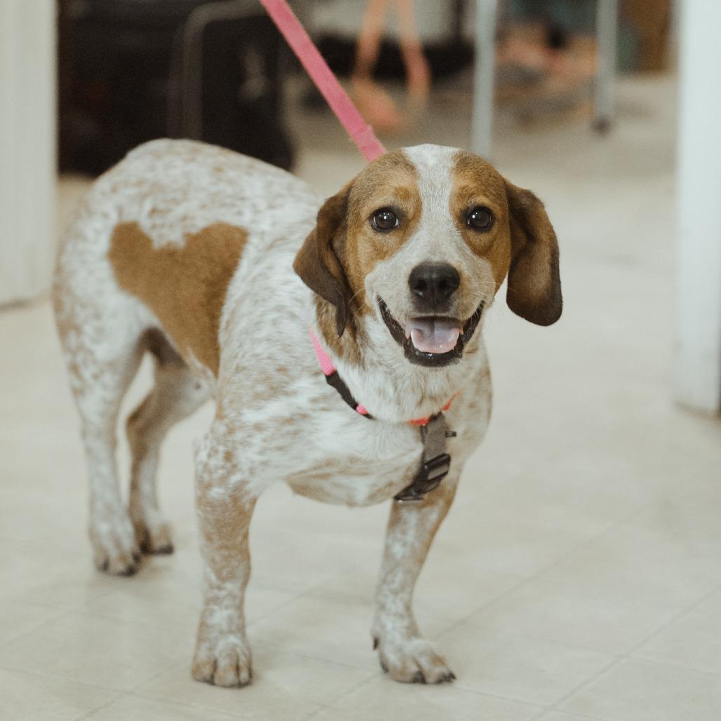 Enlarge Lily, a Adoptable mixed breed in Hohenwald, TN image 3/4