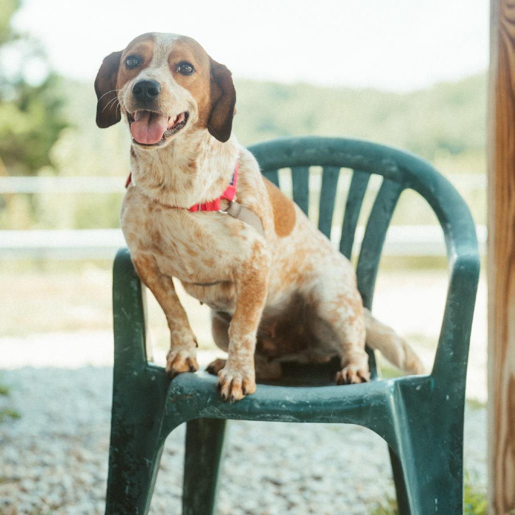 Enlarge Lily, a Adoptable mixed breed in Hohenwald, TN image 4/4