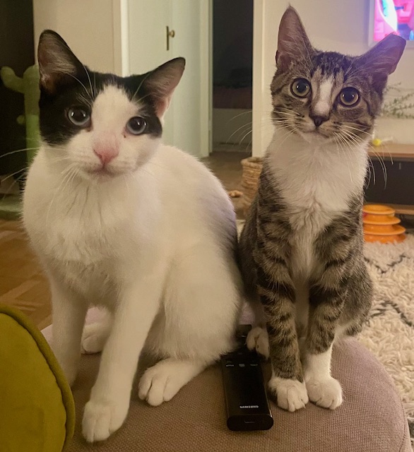 Remy, a Adoptable Domestic Short Hair in Astoria, NY image 4/6